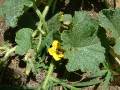 Cucurbit pollination